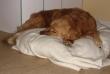 pup returns to home bed