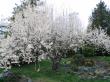 plum in bloom