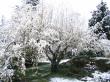 snow plum blooms