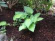 hosta