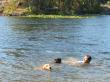rescue dogs