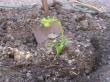 fern