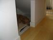 dog in den