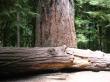 pretty massive tree