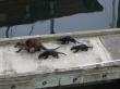 baby otters