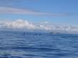 whale watching
