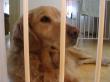 bad dog