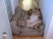 pampered pup