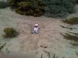 sand swimmer