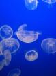 jellyfish gallery